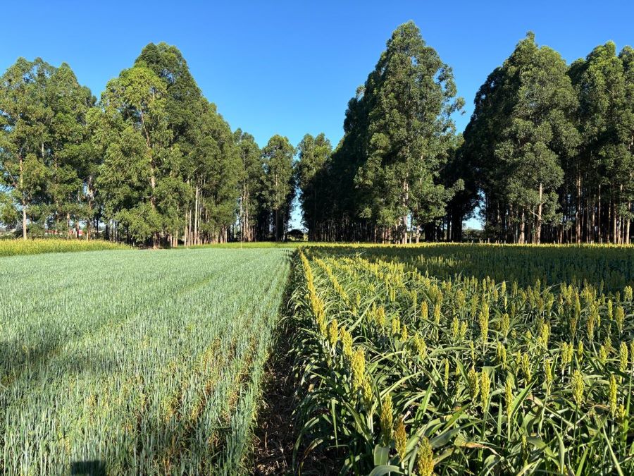 A importância das árvores nos sistemas de produção agropecuários